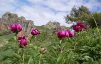 Cehirlik Plateau
