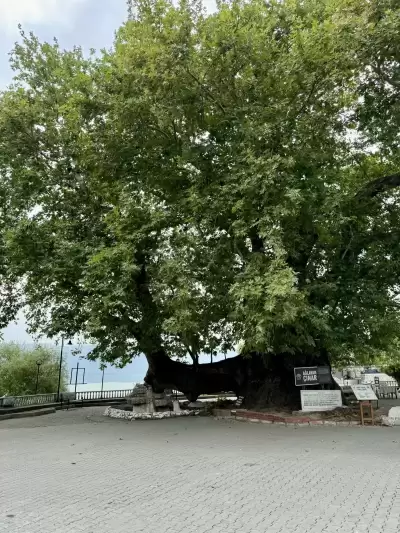 Ağlayan Çınar