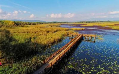 Efteni Lake aquatic plants and wooden platform