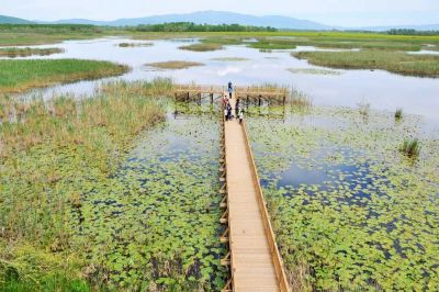 Efteni Lake water lilies and visitor docks