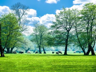 Kultur Park (Golyaka) cattle grazing in a wooded meadow