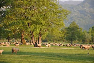 Kultur Park (Golyaka) sheep herd with mountain view