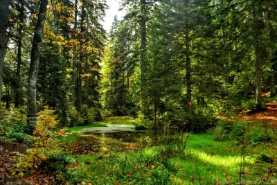 Sinekli Plateau stream flowing through the forest and vegetation