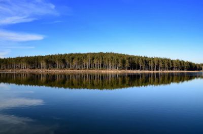 Reeds and forest reflection at Topuk Plateau Pond