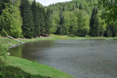 Torkul Pond with green forest edge and grass