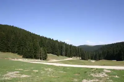 Bektaş Yaylası çayırlarını çevreleyen gür çam ormanları