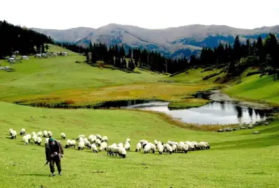 Gölyanı Obası Yaylası'nda çoban sürüsü ve yeşil yayla
