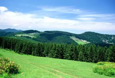 Kulakkaya Yaylası çam ağaçları arasında yeşil yayla