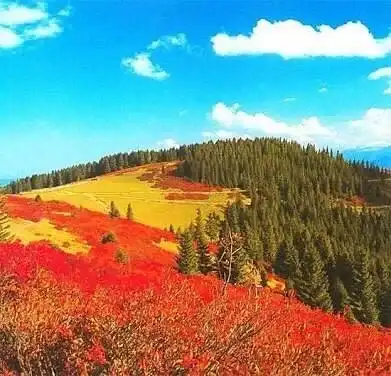 Paşakonağı Yaylası