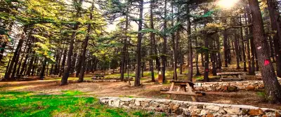 Kızıldağ Milli Parkı'nda kamp alanı ve çam ağaçları