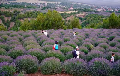 Kuyucak Köyü Lavanta Tarlaları ziyaretçileri yürüyüş yapıyor