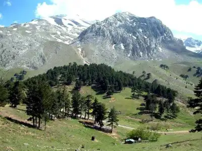 Melikler Yaylası orman ve dağ manzarası