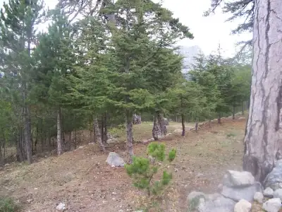 Tota Dağı Orman İçi Dinlenme Tesisleri dağ manzarası orman