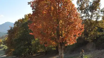 Yukarı Gökdere Kasnak Meşesi Tabiat Koruma Alanı dev ağaç gövdesi