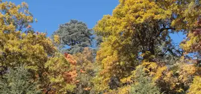Yukarı Gökdere Kasnak Meşesi Tabiat Koruma Alanı gölet kıyısı