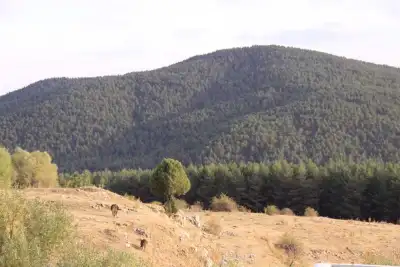 Bozok Yaylası'nda orman örtüsü tepesi