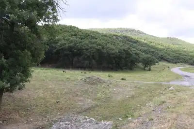 Bozok Yaylası ormanlık alan hayvan otlatma