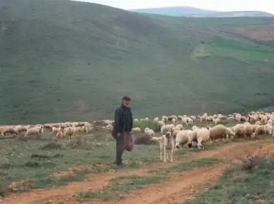 Bozok Yaylası