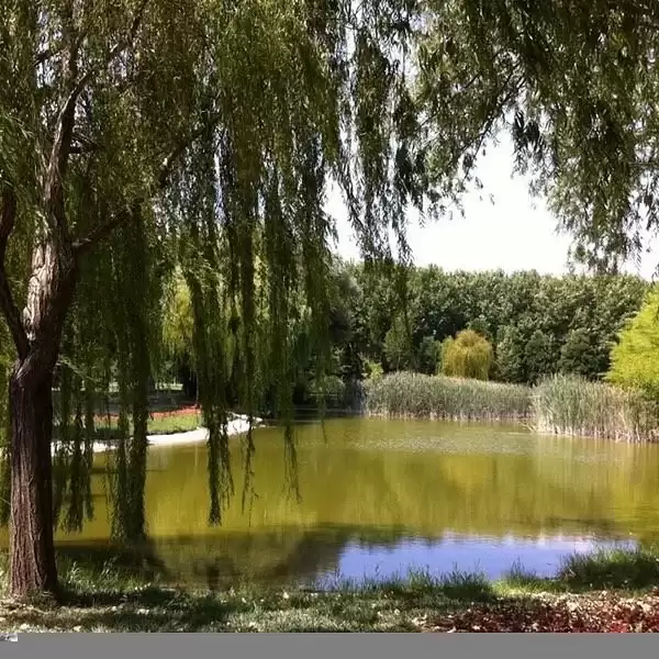 Soğanlı Botanik Parkı salkım söğütleri ve göl