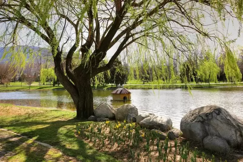 Soğanlı Botanik Parkı göl kenarında söğüt ağacı